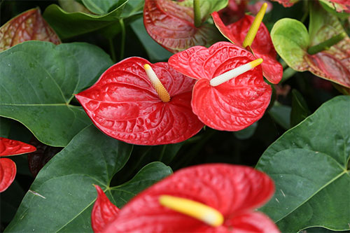 (Anthurium Schott.)