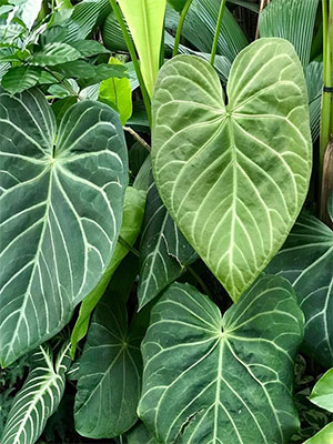 (A. magnificum Lind.)