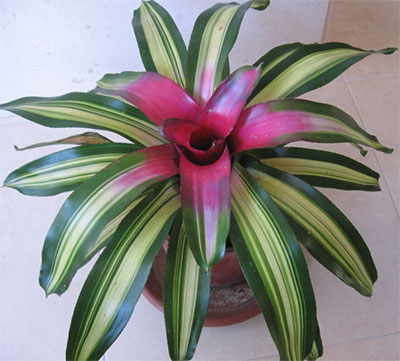 Aregelia carolinae