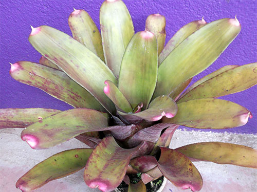 Aregelia spectabilis
