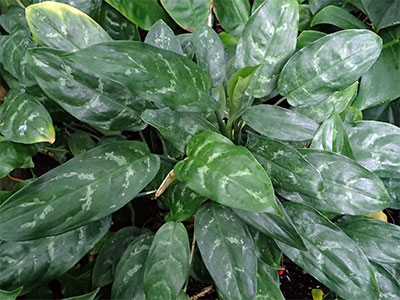 Aglaonema commutatum Schott.