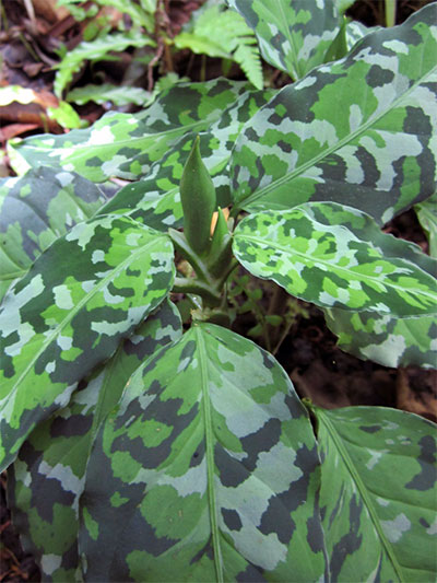 Aglaonema picta tricolor