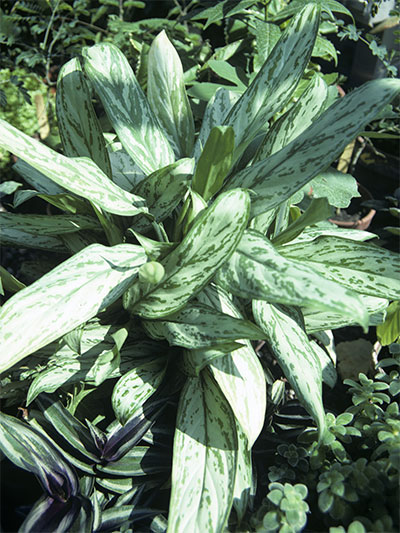 Aglaonema pseudobracteatum hort.
