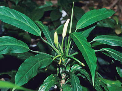 Aglaonema simplex Blume.