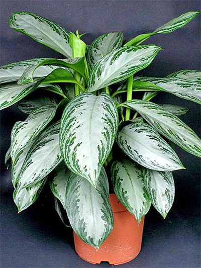 Aglaonema roebelinii hort.