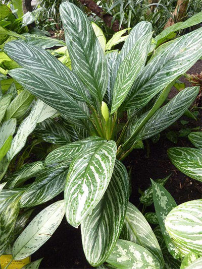 Aglaonema treubii Engl.