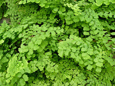 Adiantum capillus-veneris L.