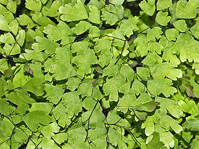 Adiantum tenerum Swartz.