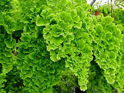 Adiantum tenerum var. farleyense Andre.