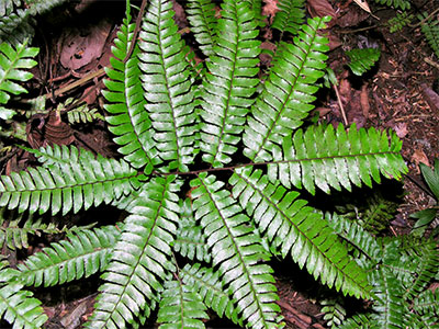 Adiantum tetraphyllum Willd.