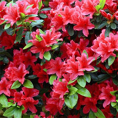   (Azalea indica L.)