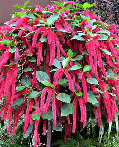   (Acalypha hispida)