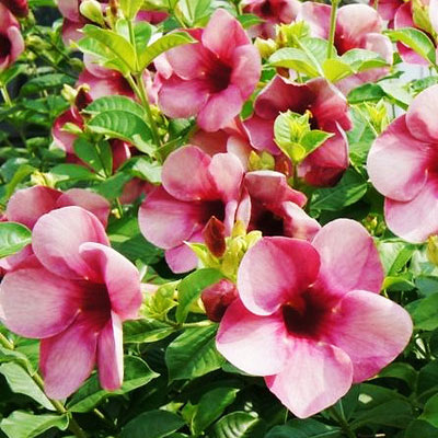   (Allamanda violaceae)