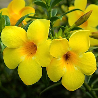   (Allamanda catharctica)