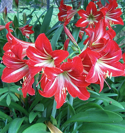 (Amaryllis hybr. hort.)