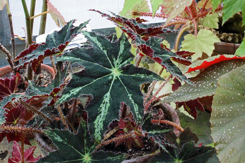 Begonia heracleifolia