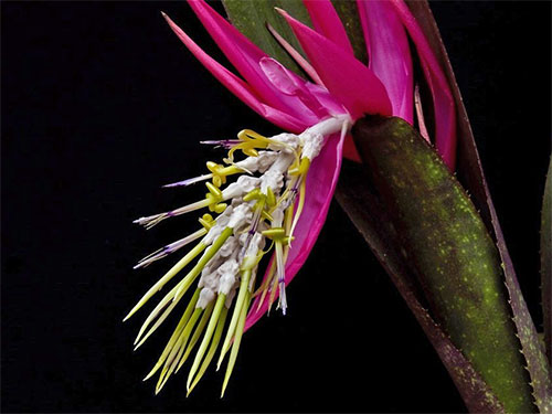 (Billbergia zebrina)