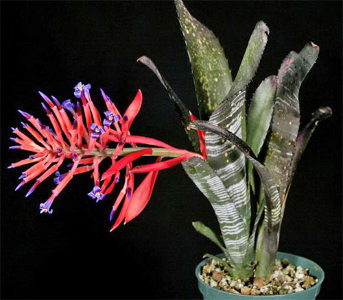(Billbergia vittata Brongn.)