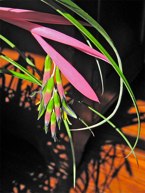 (Billbergia nutans Wendl.)
