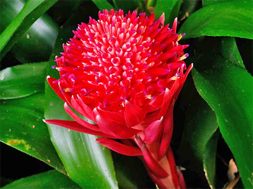 . thyrsoides Mart. (. pyramidalis Lindl.)