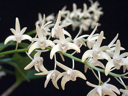 Dendrobium delicatum