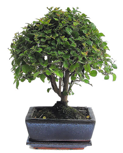 >Eugenia myriophylla