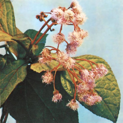   (Eupatorium ianthinum Hemsl.)