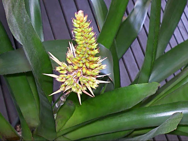 (Aechmea caudata)