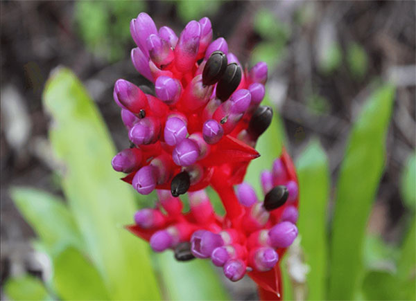 (Aechmea weilbachii)