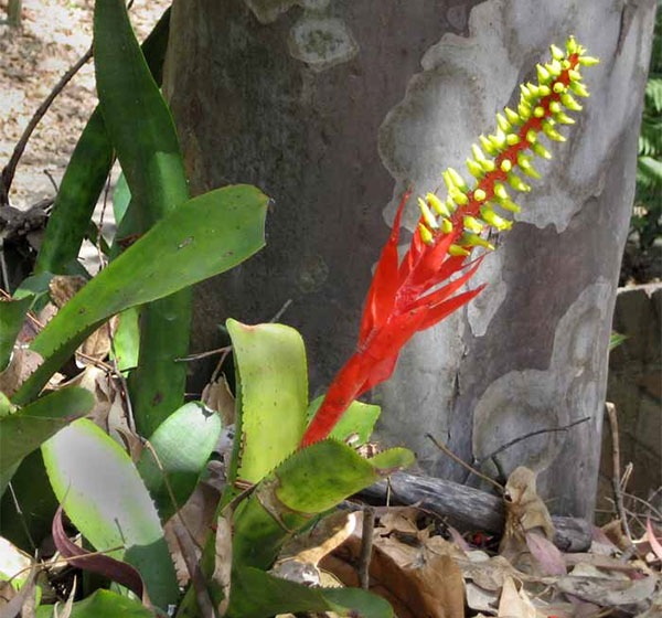 (Aechmea nudicaulis)