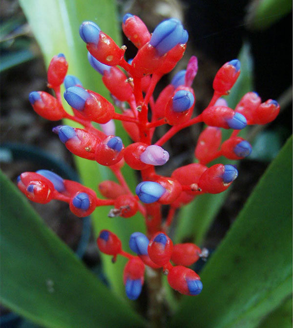 - (Aechmea miniata)