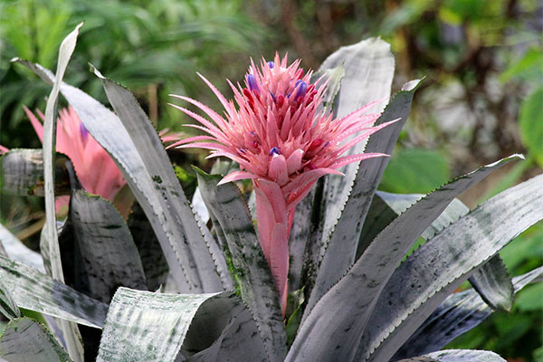(Aechmea fasciata)