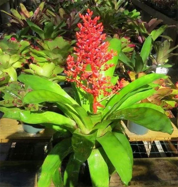 (Aechmea fulgens)