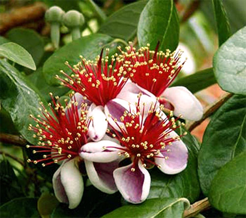 (Feijoa sellowiana Berg)
