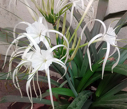 (Hymenocallis calathina Nichols.)