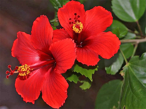 (Hibiscus rosa - sinensis L.)