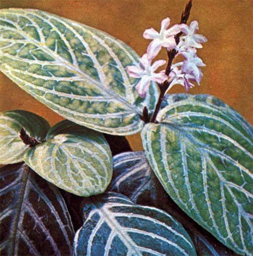   (Chameranthemum beyrichii Nees.)