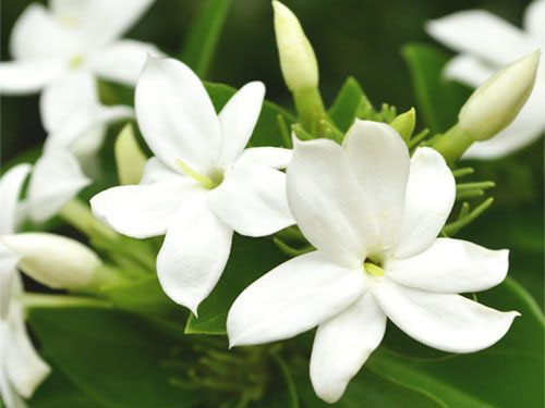Jasminum sambac