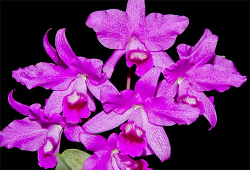 (attleya bowringiana Veitch.)