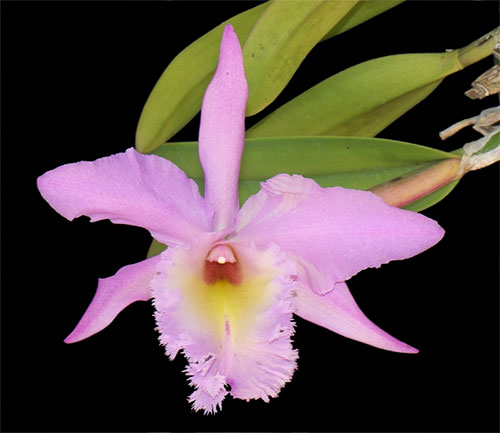 (attleya hybrida hort.)