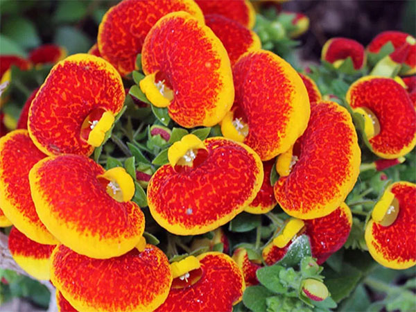 (Calceolaria hybrida hort.)