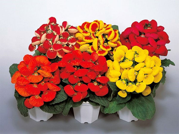 (Calceolaria hybrida hort.)
