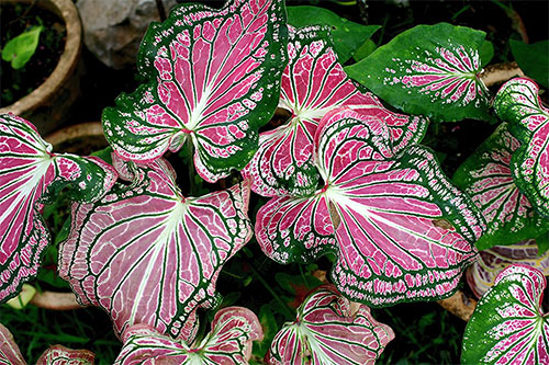   (Caladium bicolor Vent.)