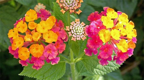   (Lantana camara)