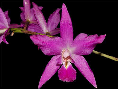 (Laelia gouldiana Roxb.)