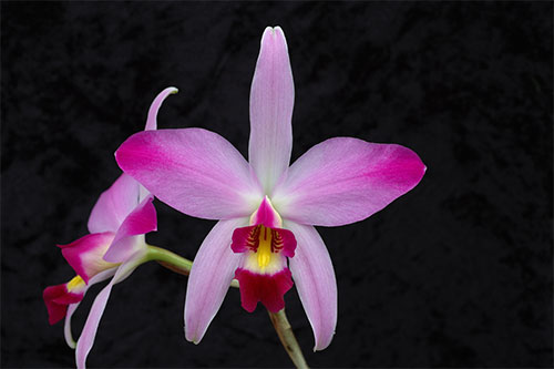 (Laelia anceps Ldl.)