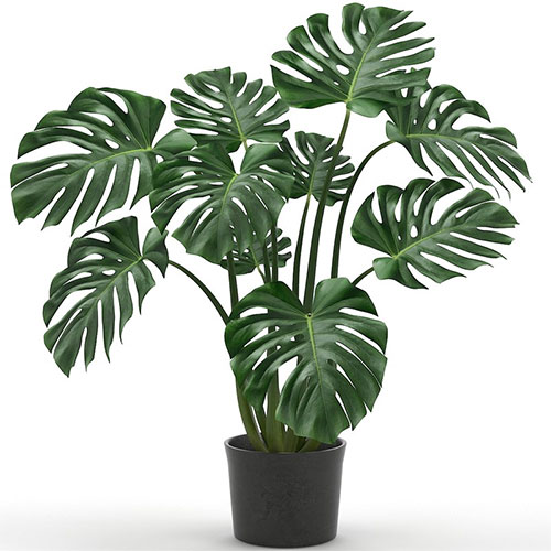 (Monstera deliciosa Liebm)