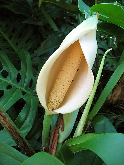 (Monstera deliciosa Liebm)