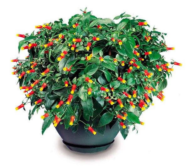(Mannetia bicolor Paxt.)