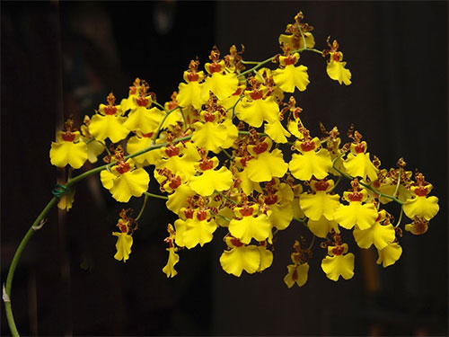 (Oncidium splendidum A. Rich.)